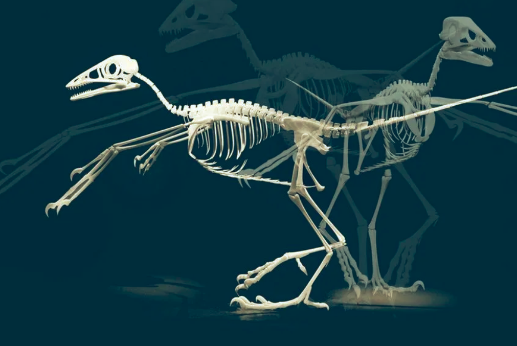 Skelett eines Archaeopteryx aus der Ausstellung „Faszination Archaeopteryxwelten“ im Museum Solnhofen